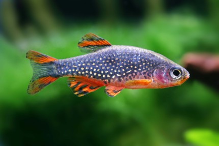 Percnoptère - Celestichthys (Danio) margaritatus (mini poisson)